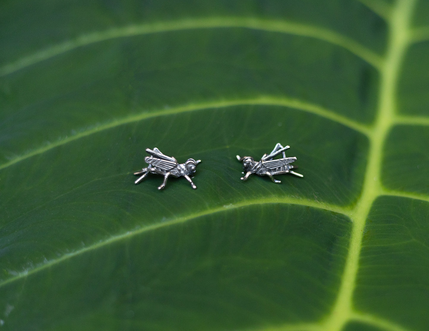 Aretes Saltamontes chicos